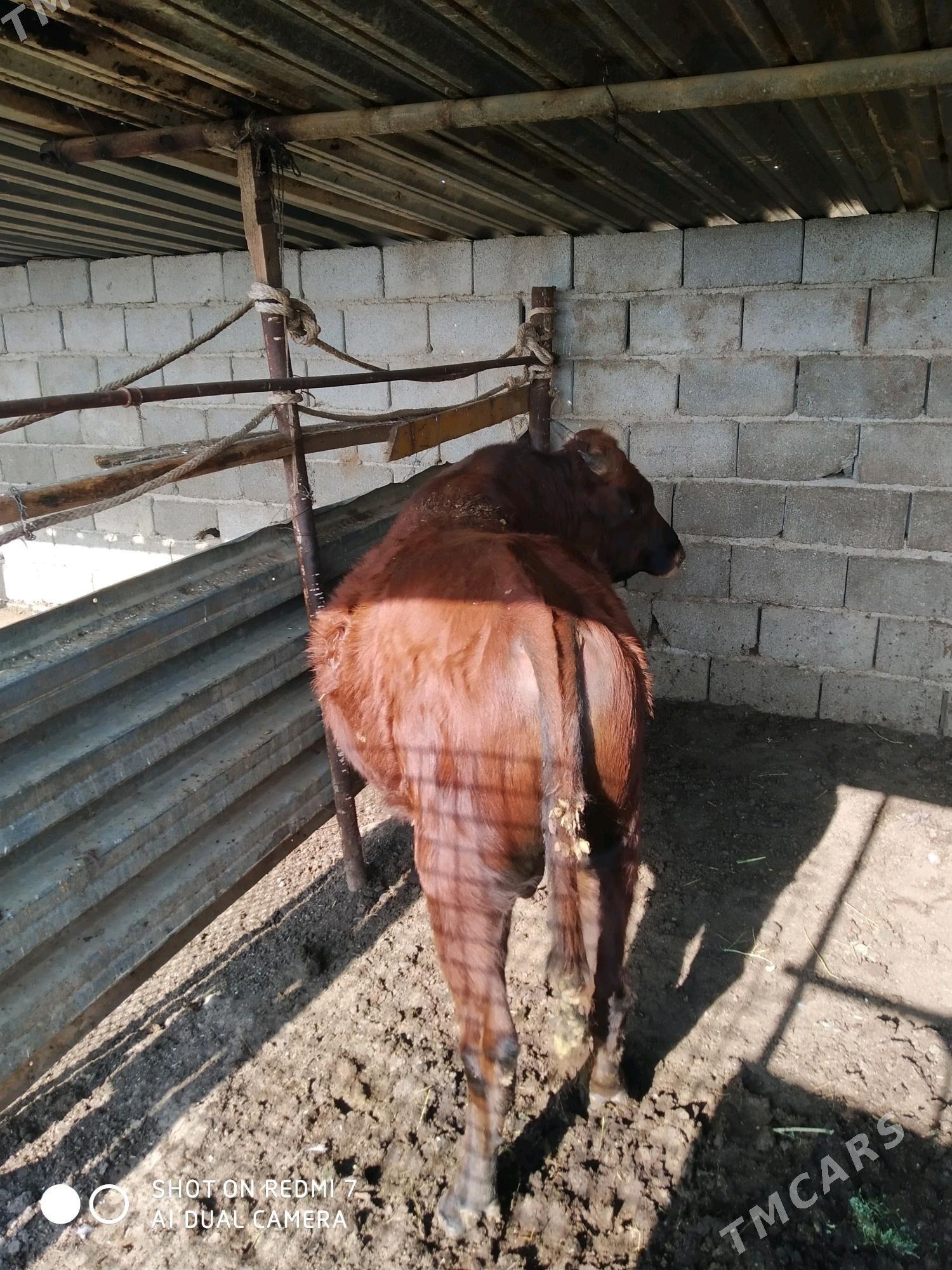 öküz - Türkmenbaşy - img 2