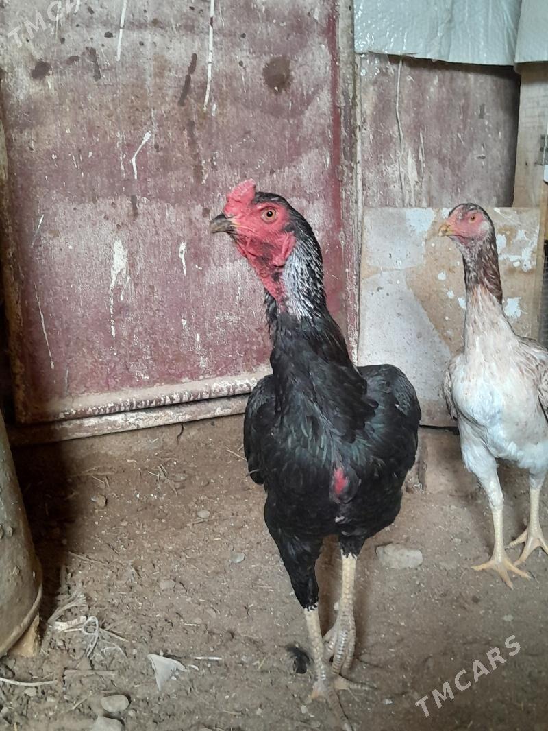 Ozbek tasgent - Aşgabat - img 1