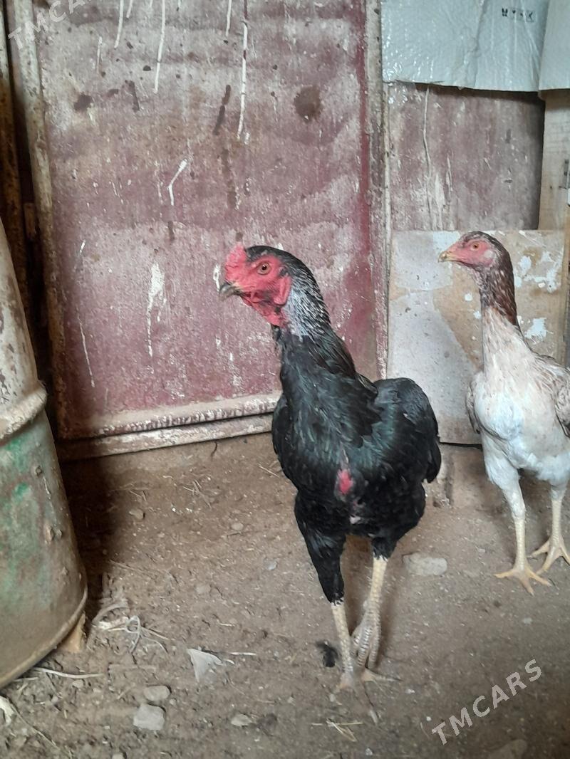 Ozbek tasgent - Aşgabat - img 2