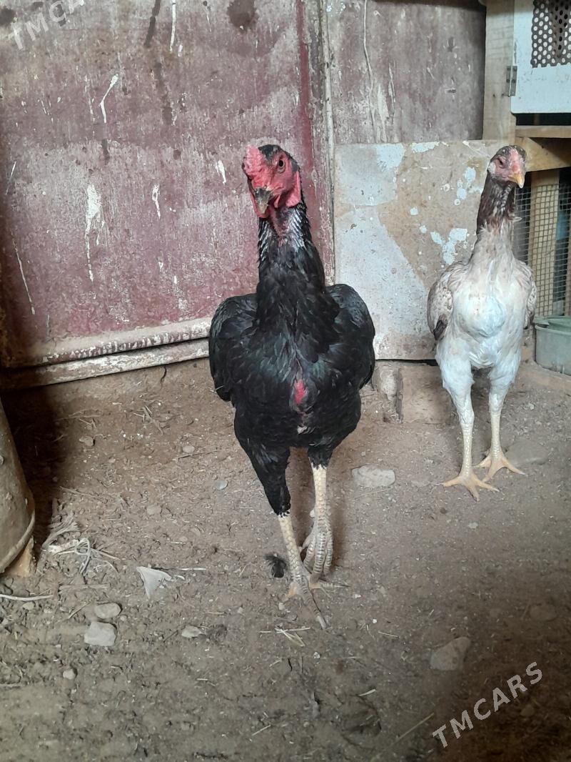 Ozbek tasgent - Aşgabat - img 3