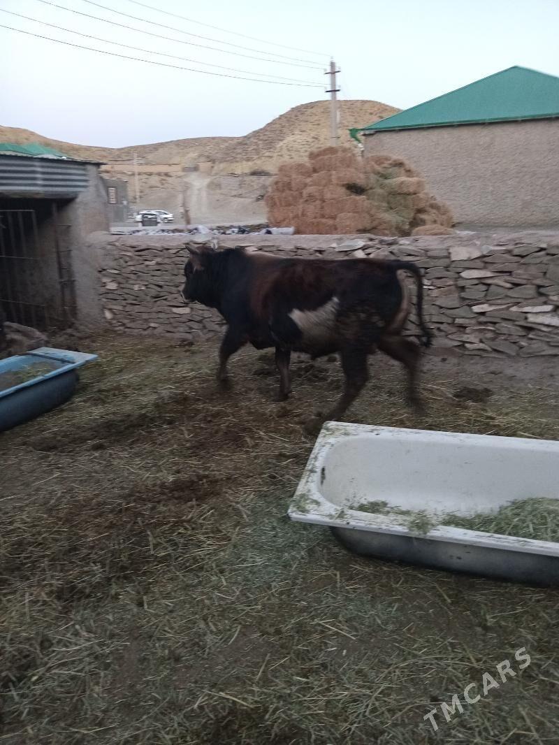 ökuz - Bäherden - img 3