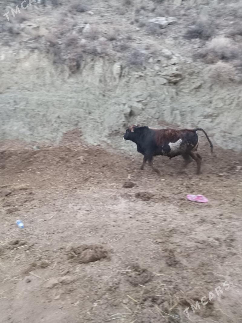 ökuz - Bäherden - img 1