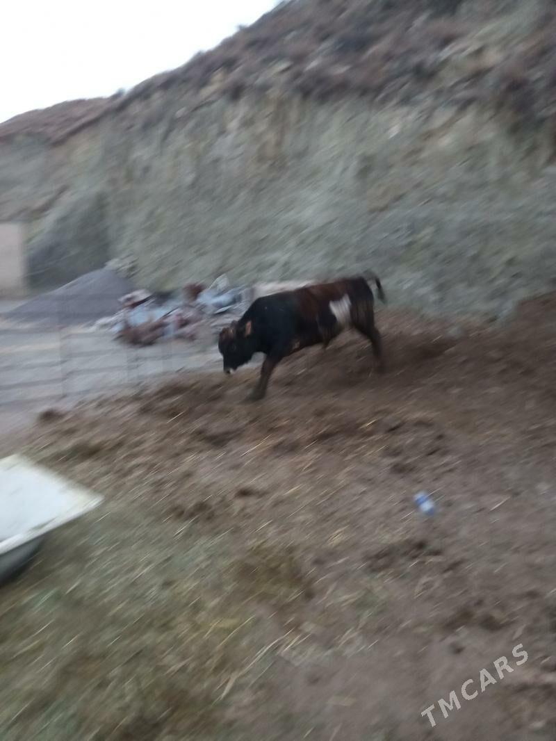 ökuz - Bäherden - img 2