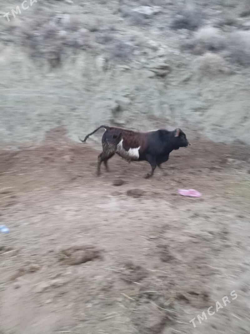 ökuz - Bäherden - img 4