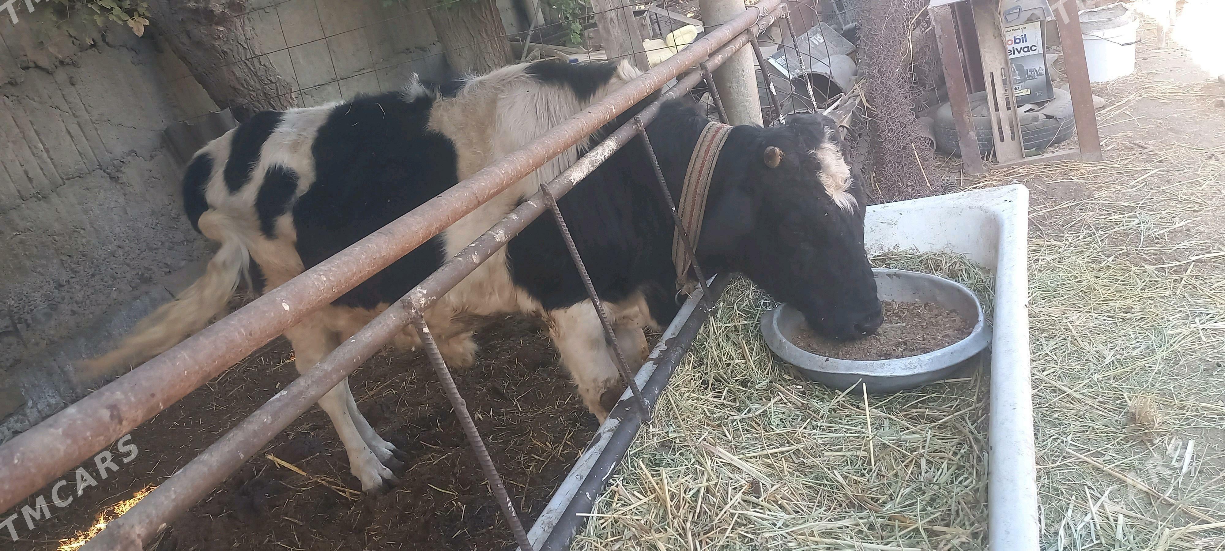 okuz - Büzmeýin - img 2