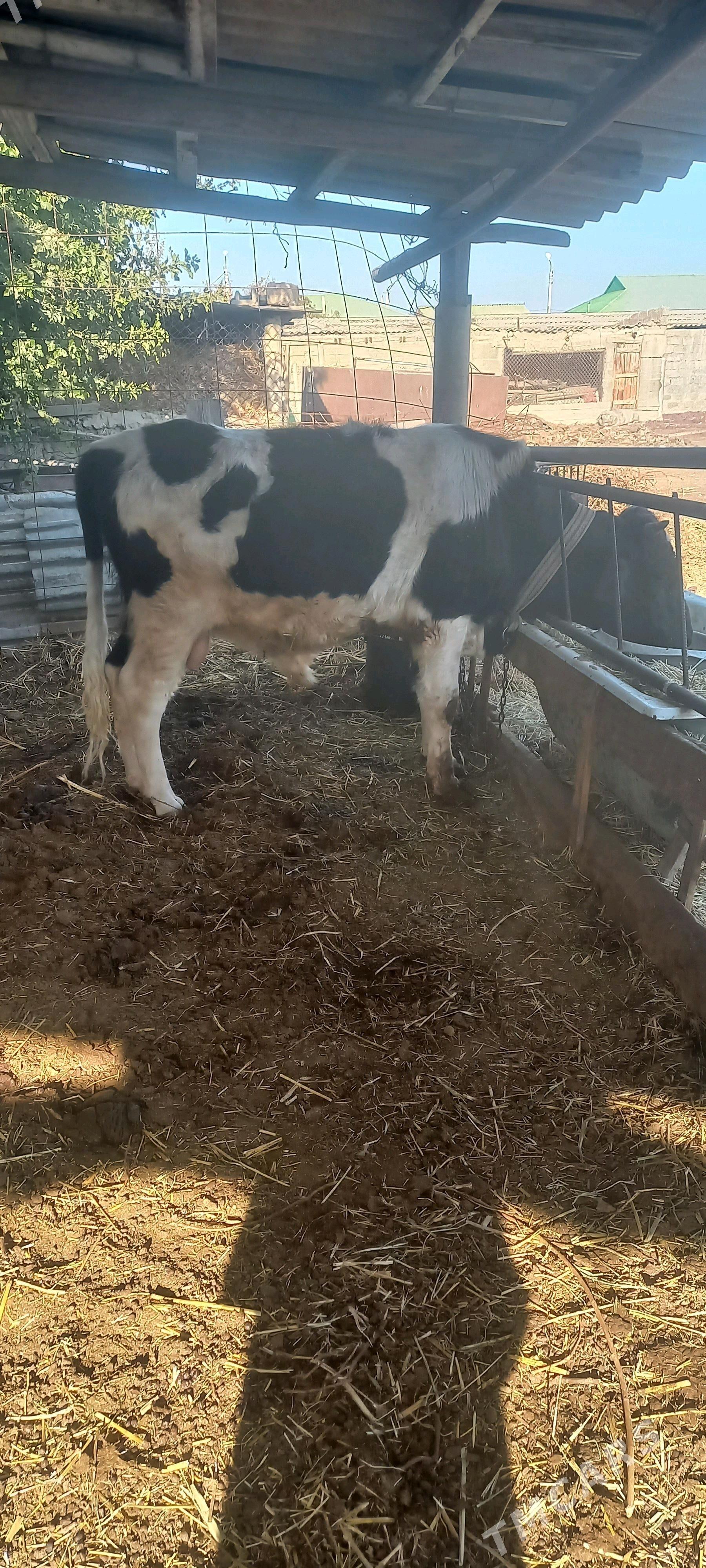 okuz - Büzmeýin - img 3