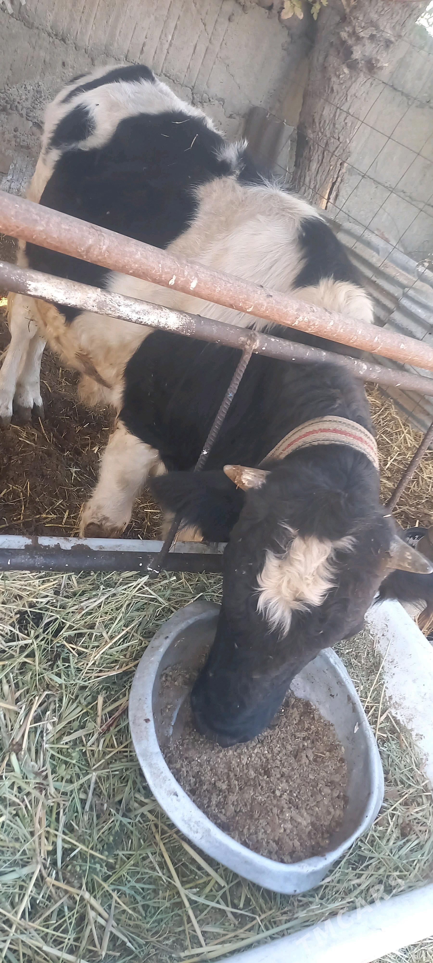 okuz - Büzmeýin - img 1