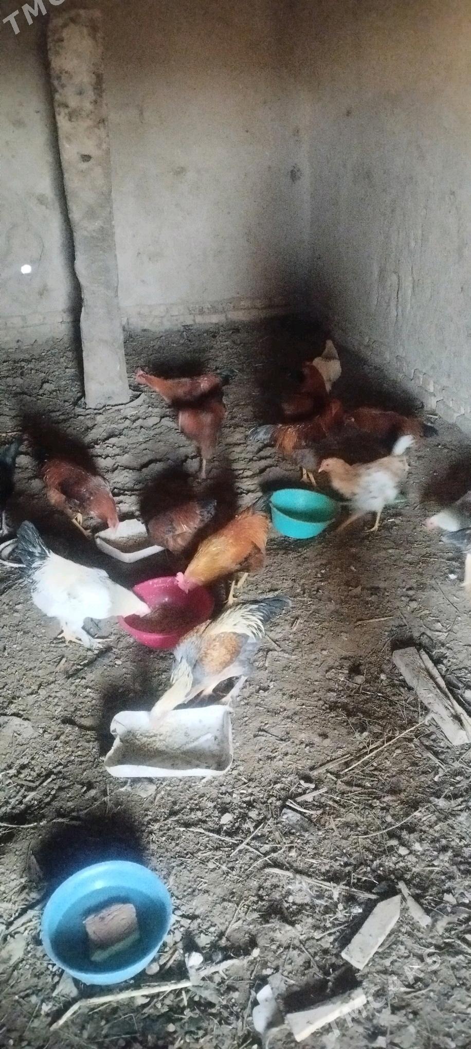 horaz - Görogly (Tagta) - img 2