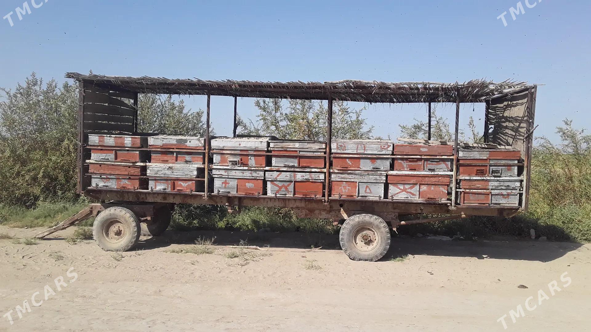 Bal ary satlyk - Türkmengala - img 4