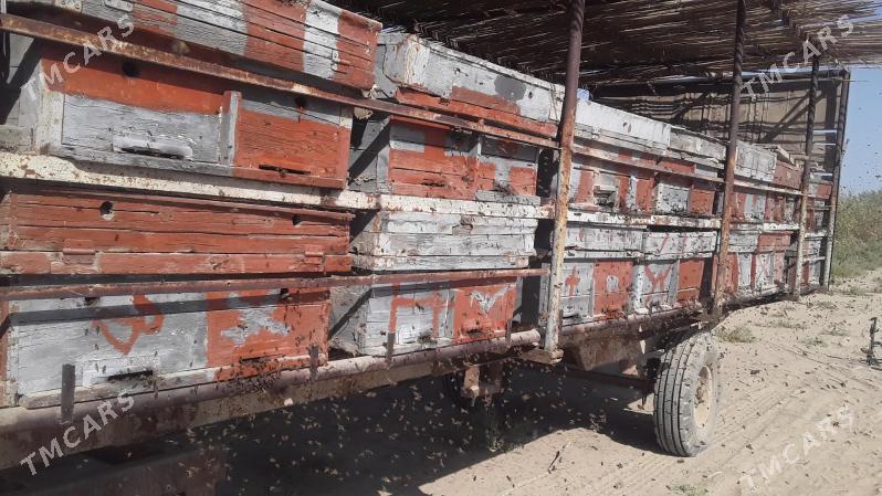 Bal ary satlyk - Türkmengala - img 8