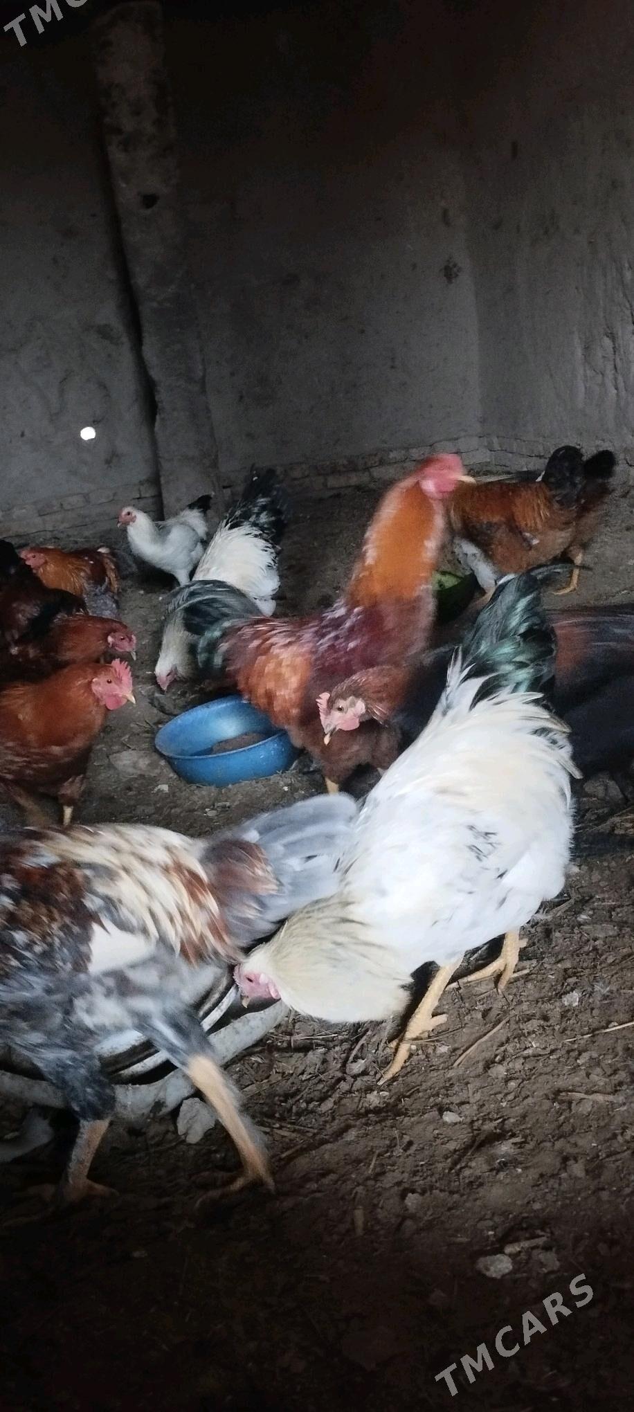 horaz - Görogly (Tagta) - img 3