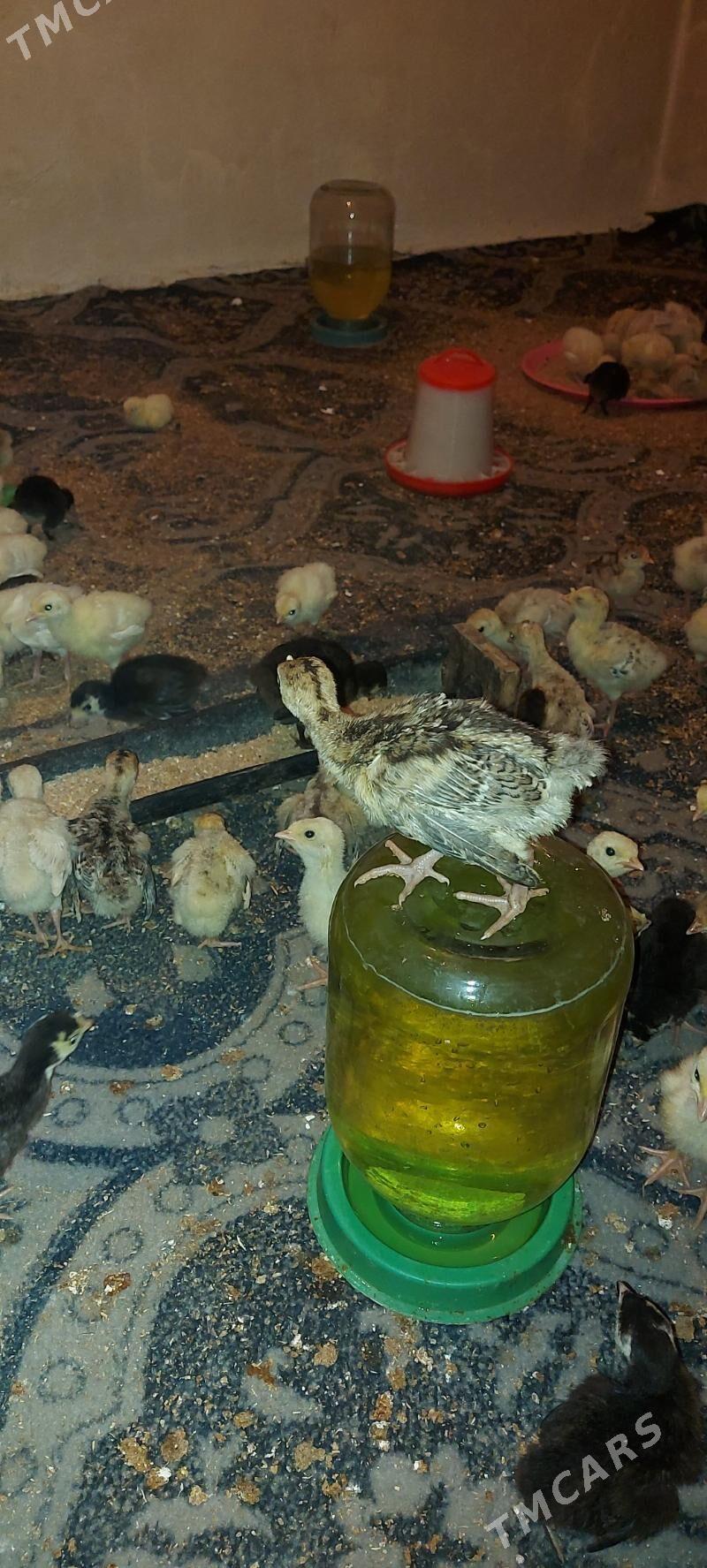 induk juyje - Ак-Бугдайский этрап - img 4