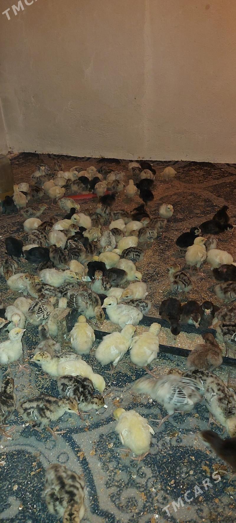 induk juyje - Ак-Бугдайский этрап - img 2