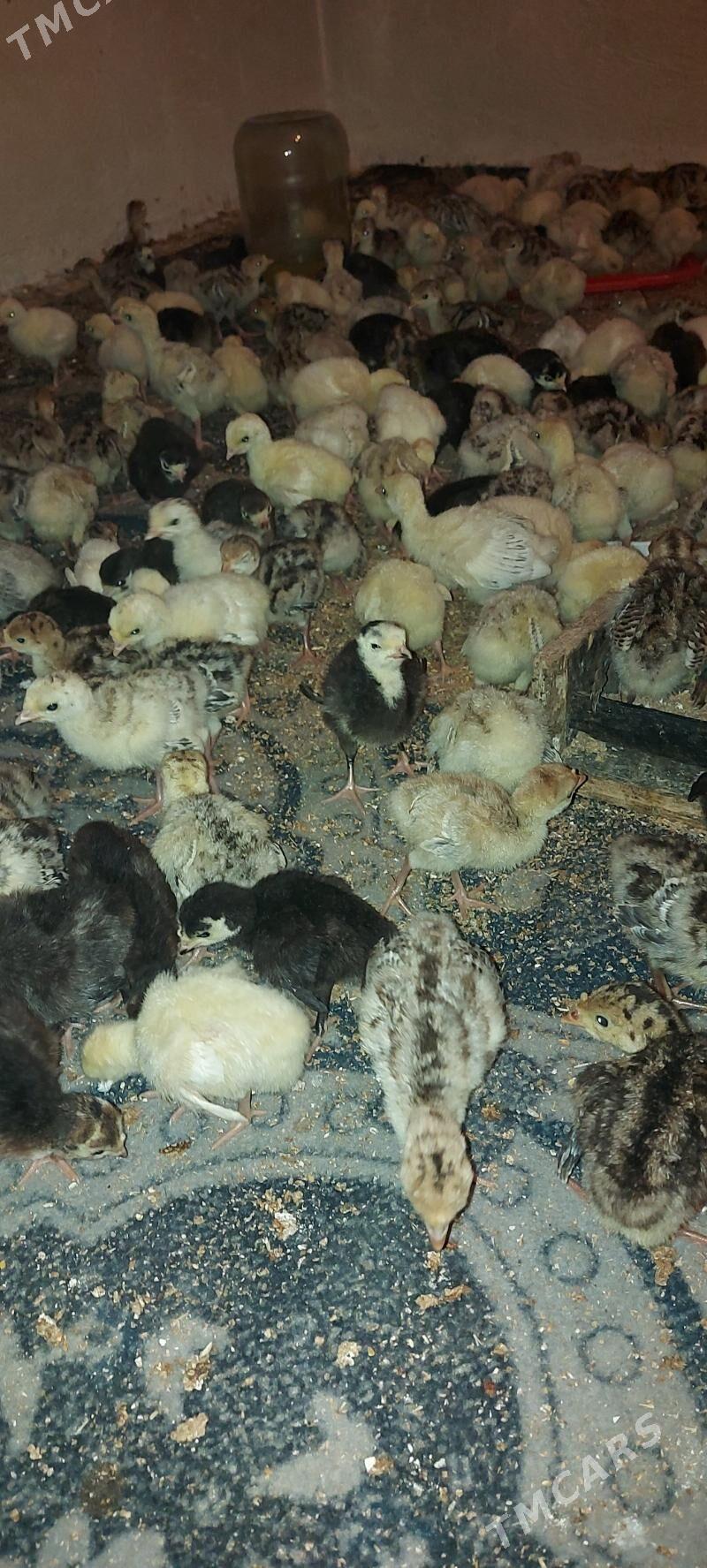 induk juyje - Ак-Бугдайский этрап - img 1