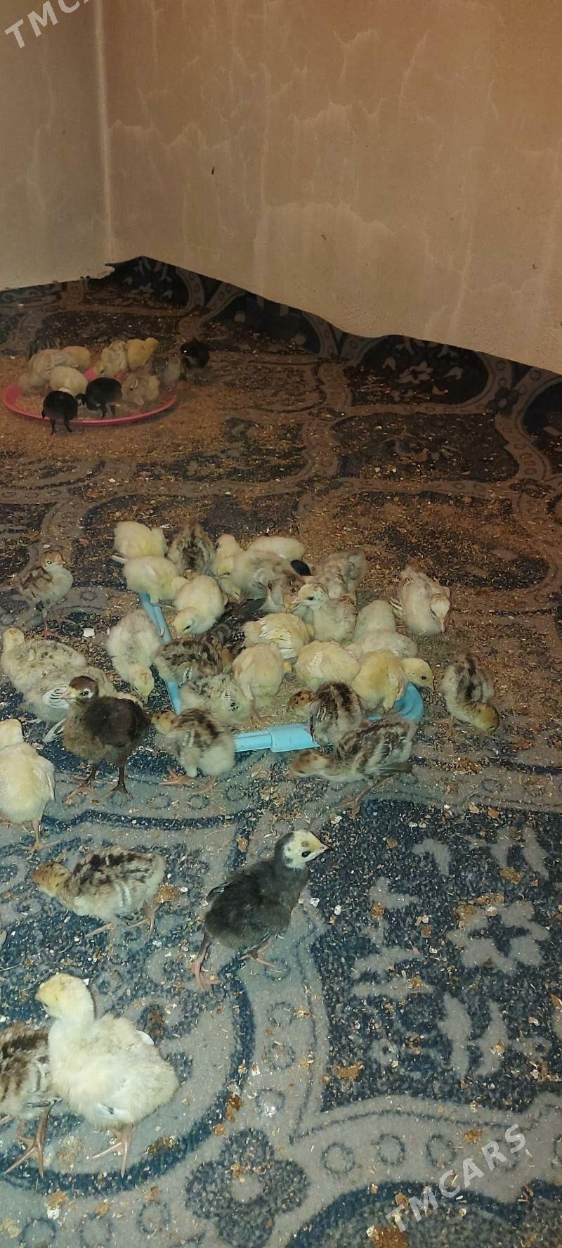 induk juyje - Ак-Бугдайский этрап - img 3