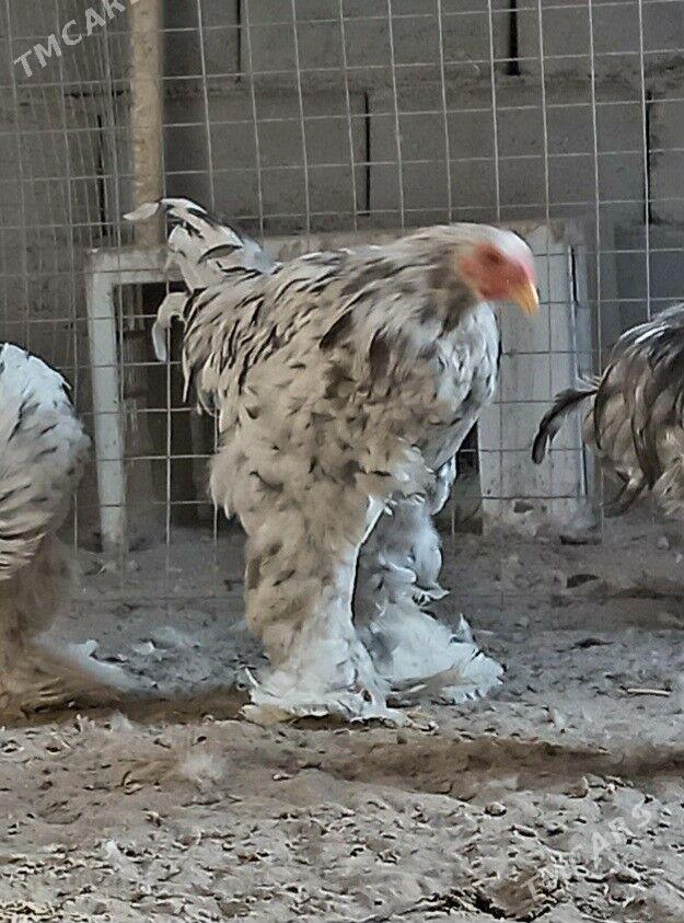 Brama motlet horaz - Балканабат - img 3