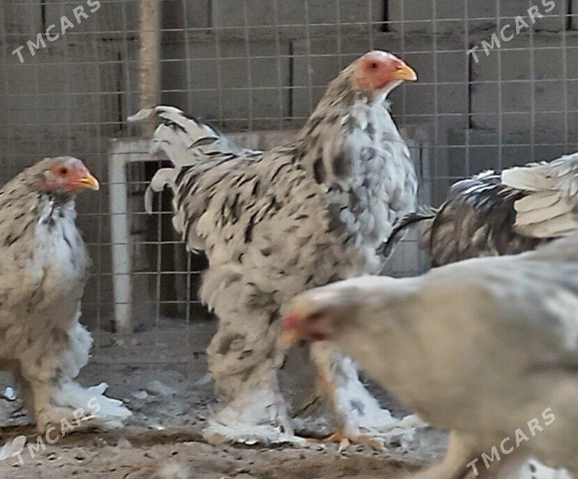 Brama motlet horaz - Балканабат - img 2