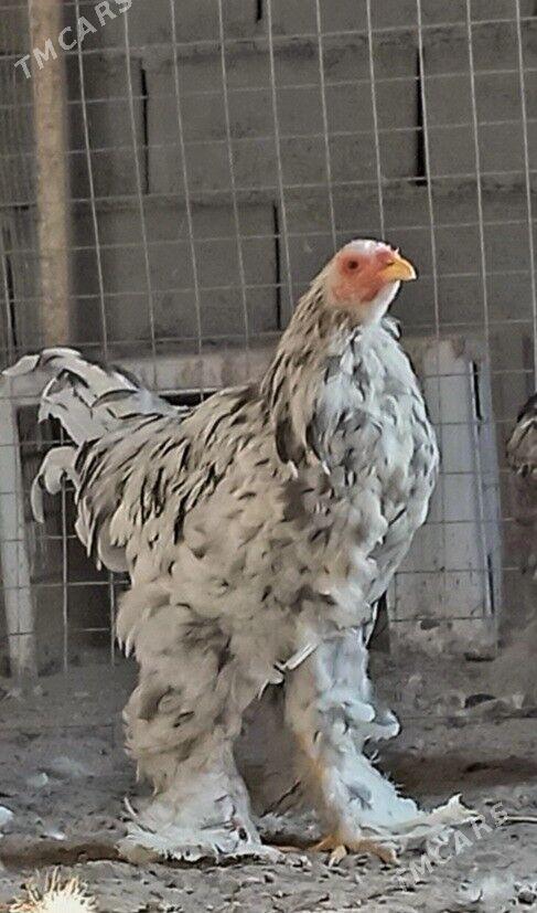 Brama motlet horaz - Балканабат - img 4