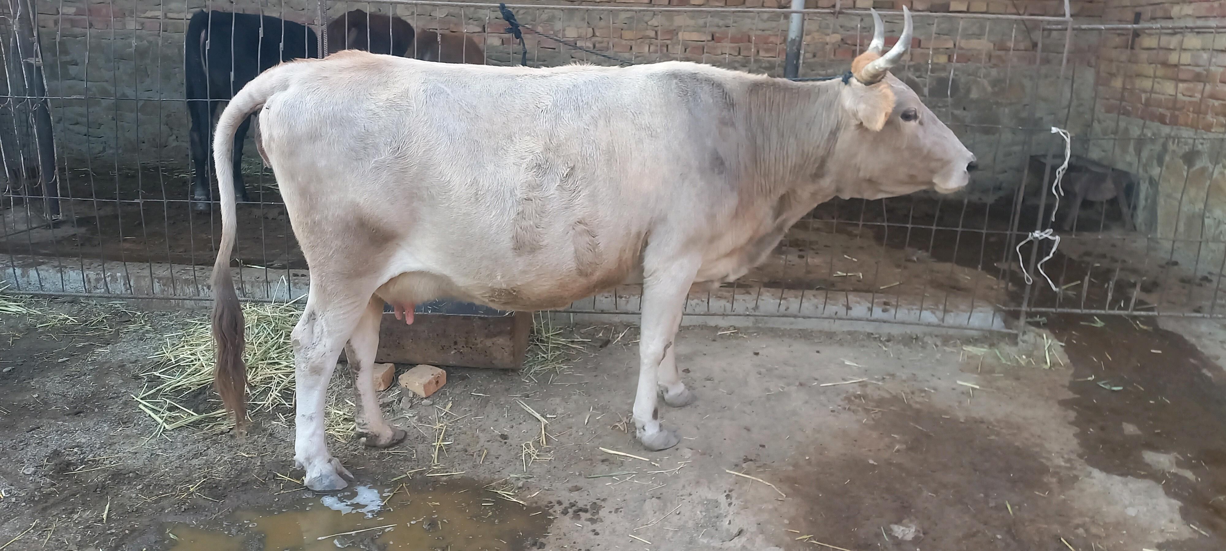 okizle - Берекет - img 8