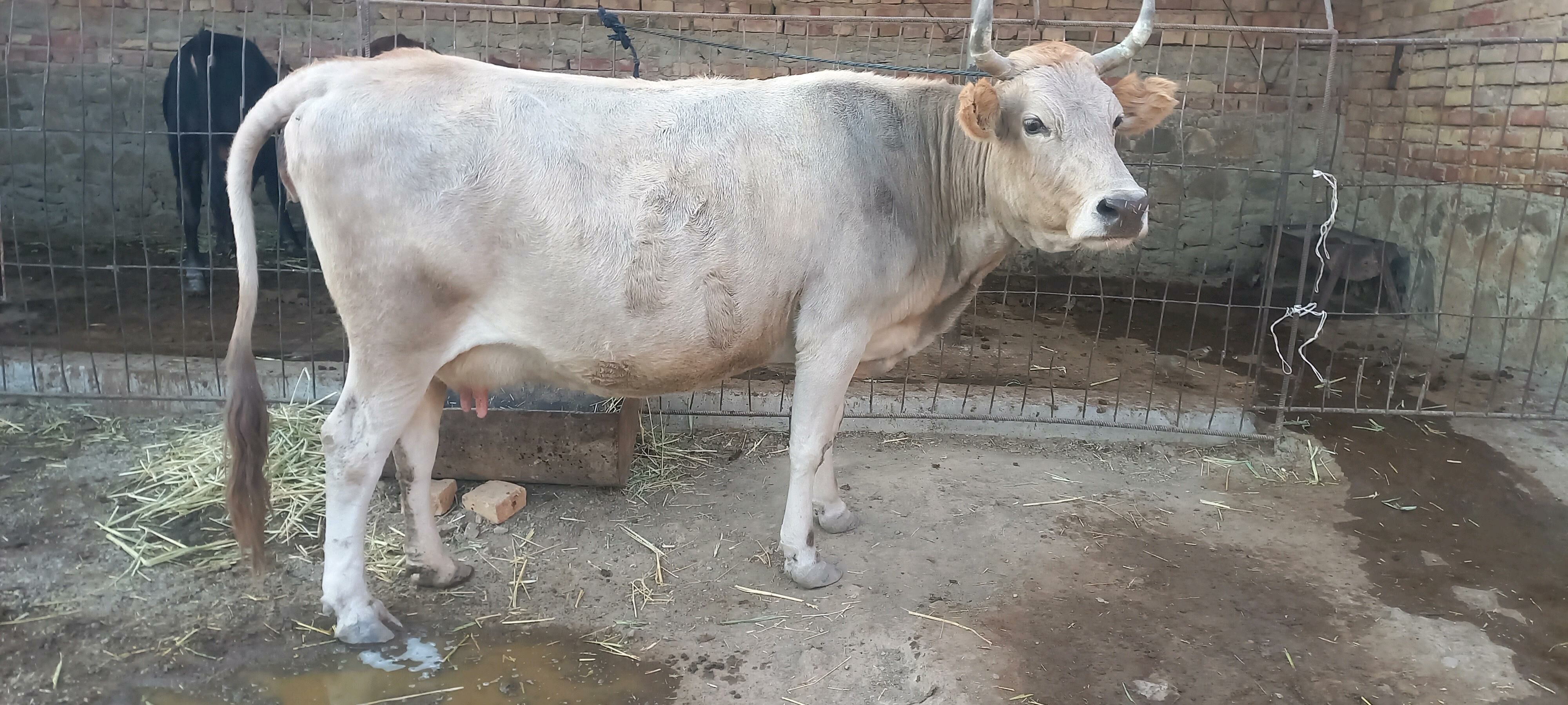 okizle - Берекет - img 7