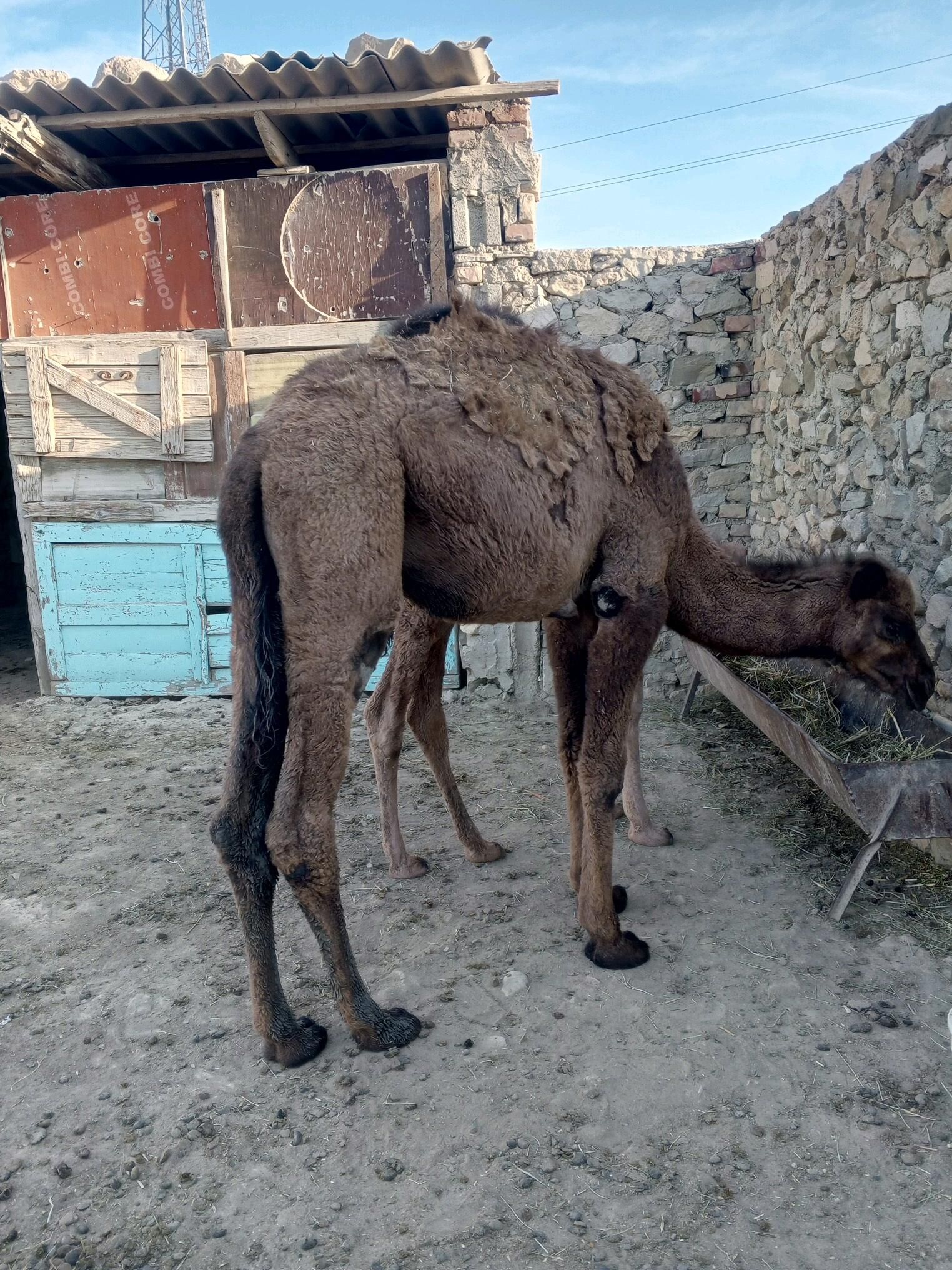 Ogsuk - Берекет - img 1