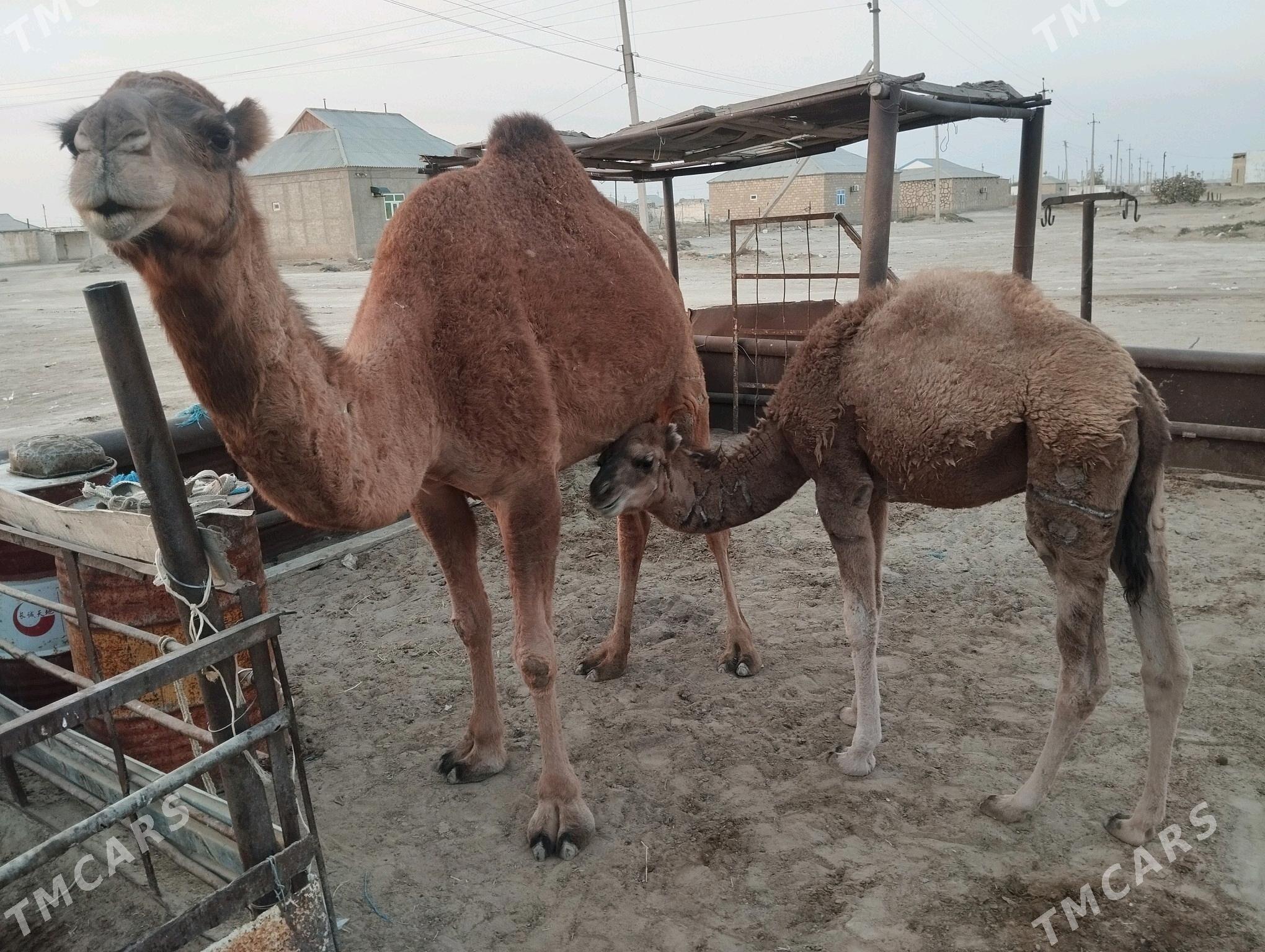 Düýe - Гумдаг - img 3