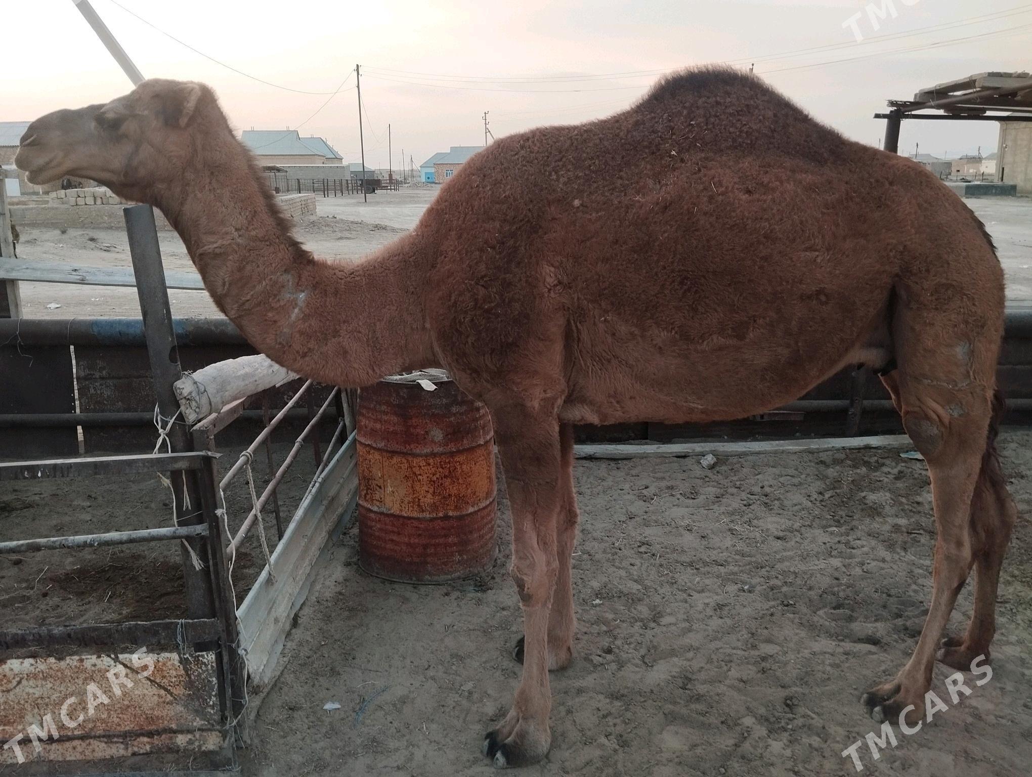 Düýe - Гумдаг - img 2