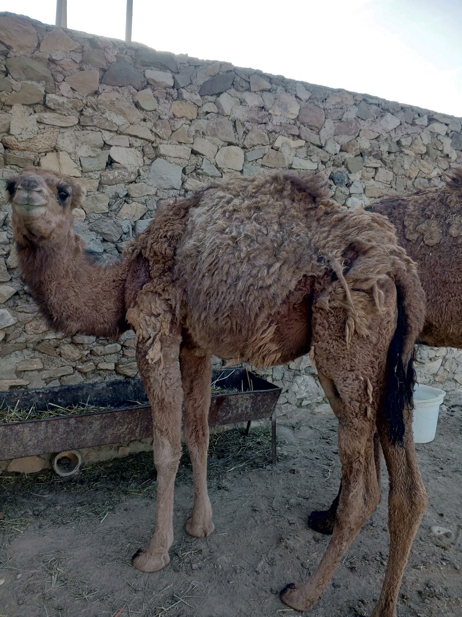 Ogsuk - Берекет - img 2