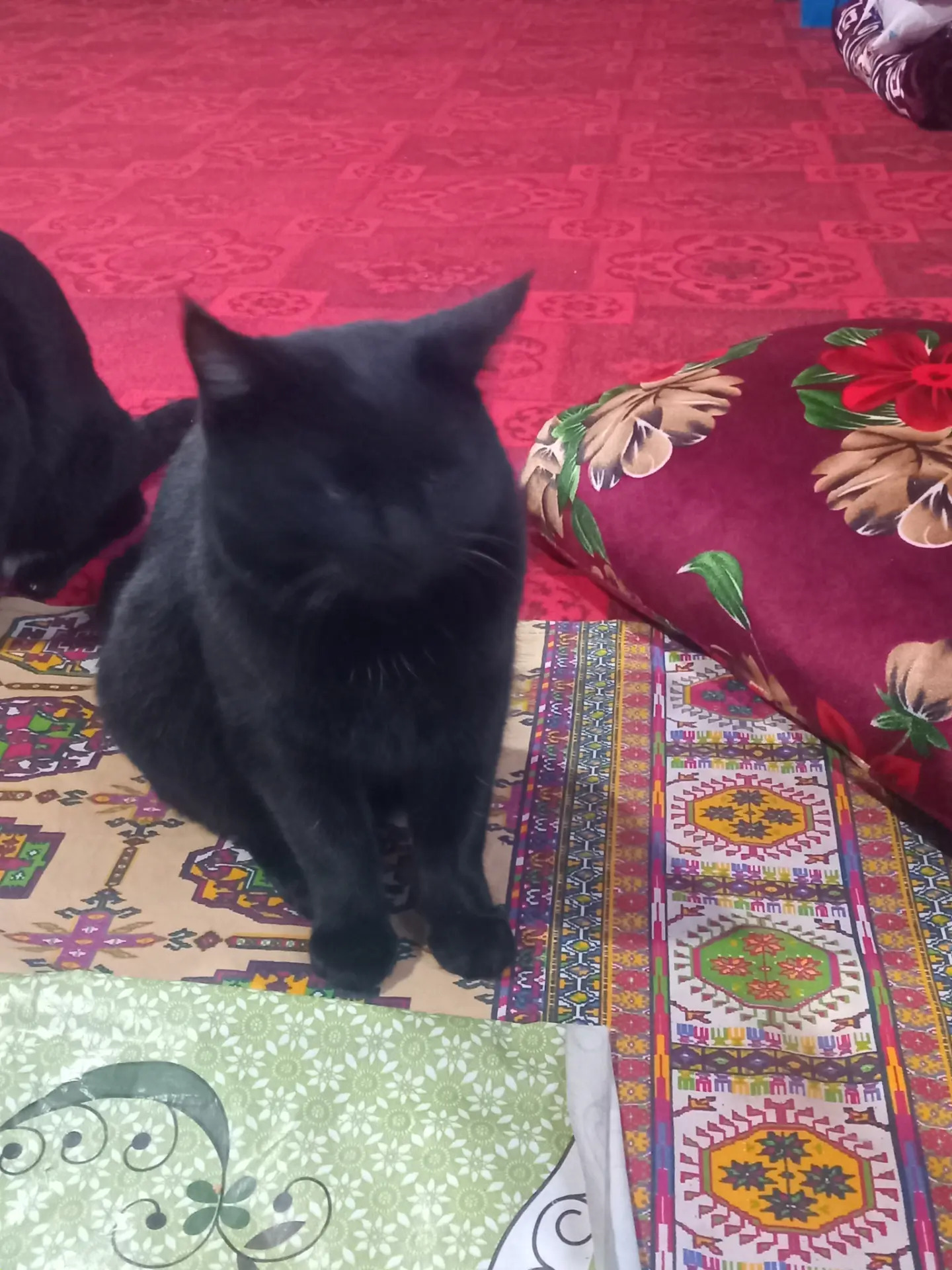 Gara pisikler - Dänew - img 6