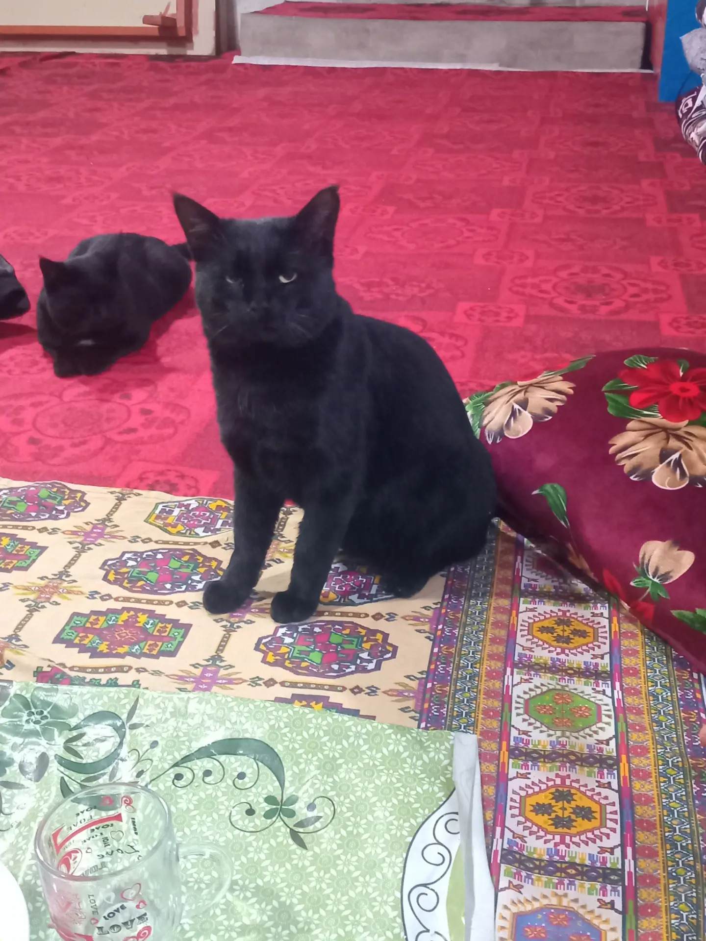 Gara pisikler - Dänew - img 3