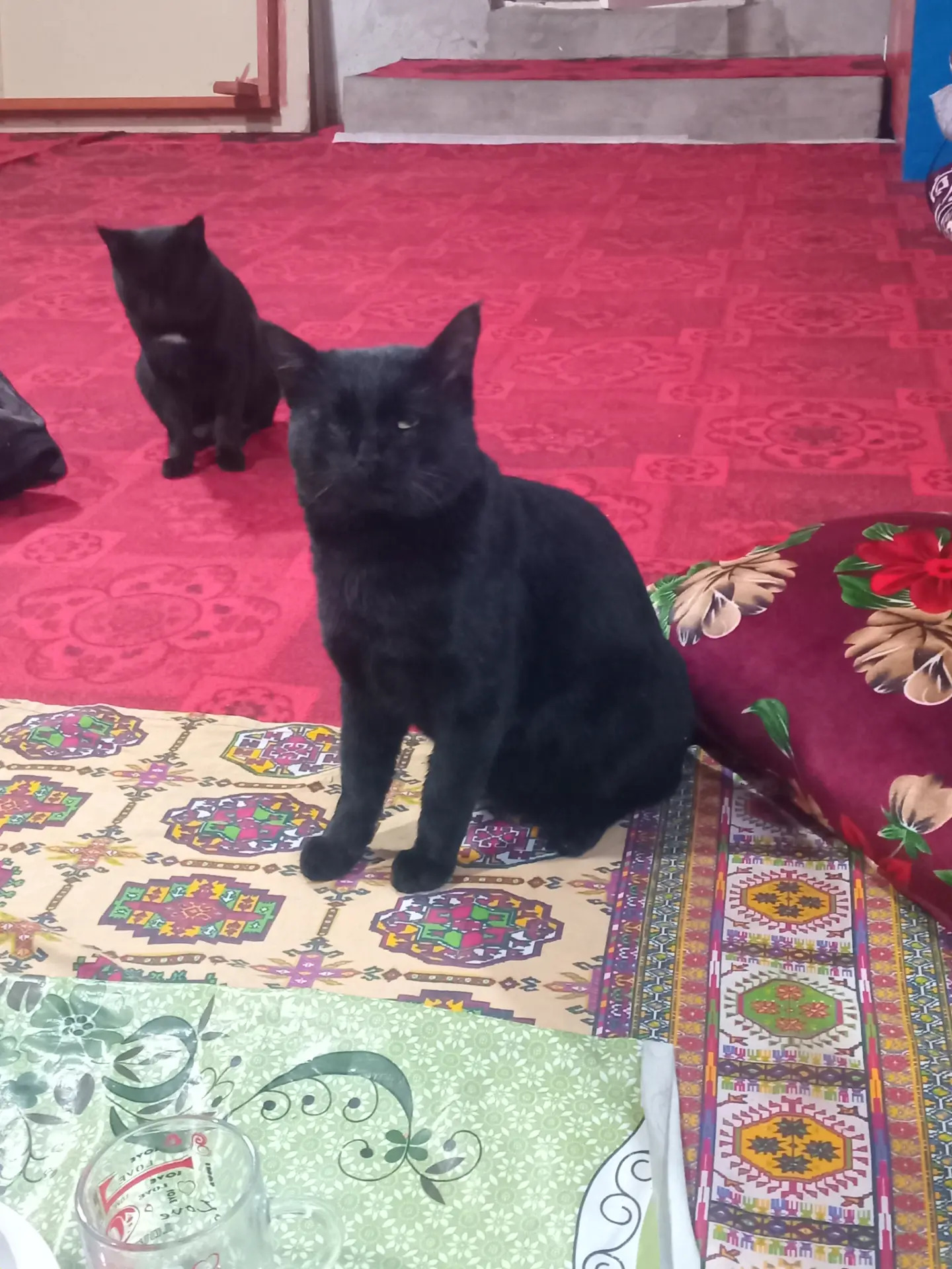 Gara pisikler - Dänew - img 2