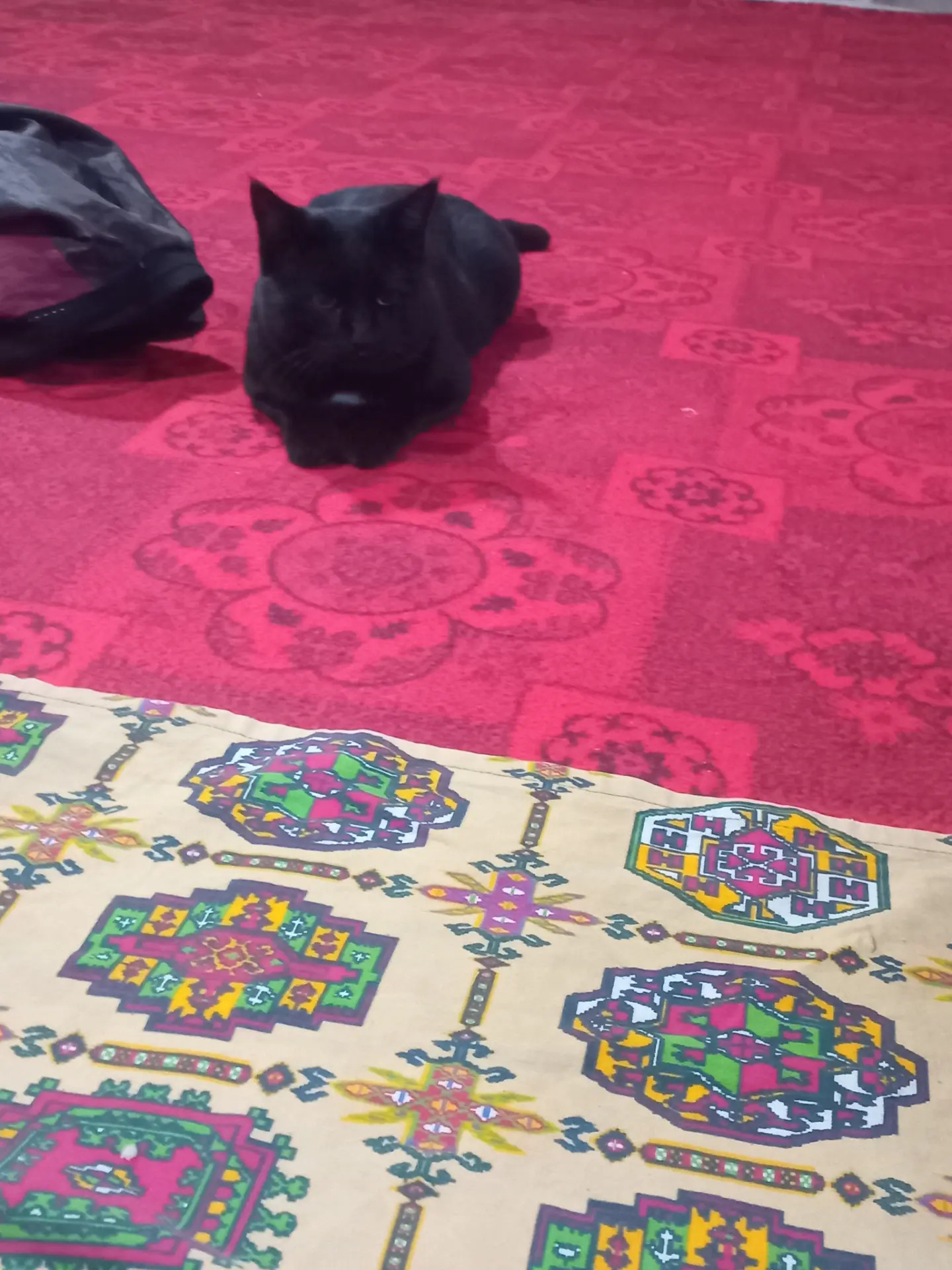 Gara pisikler - Dänew - img 4