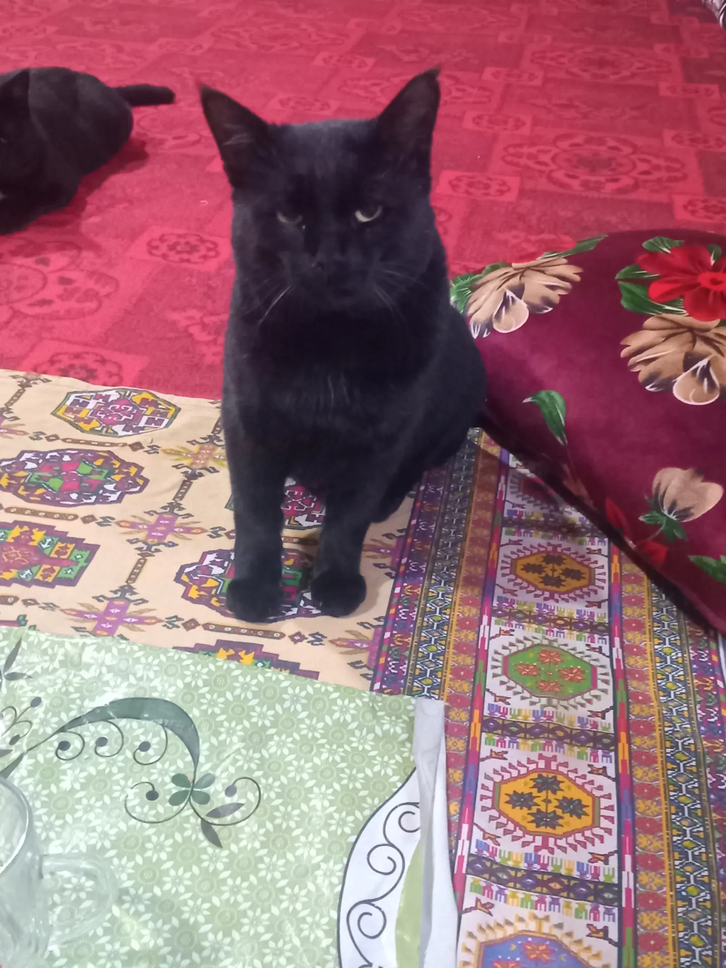 Gara pisikler - Dänew - img 5