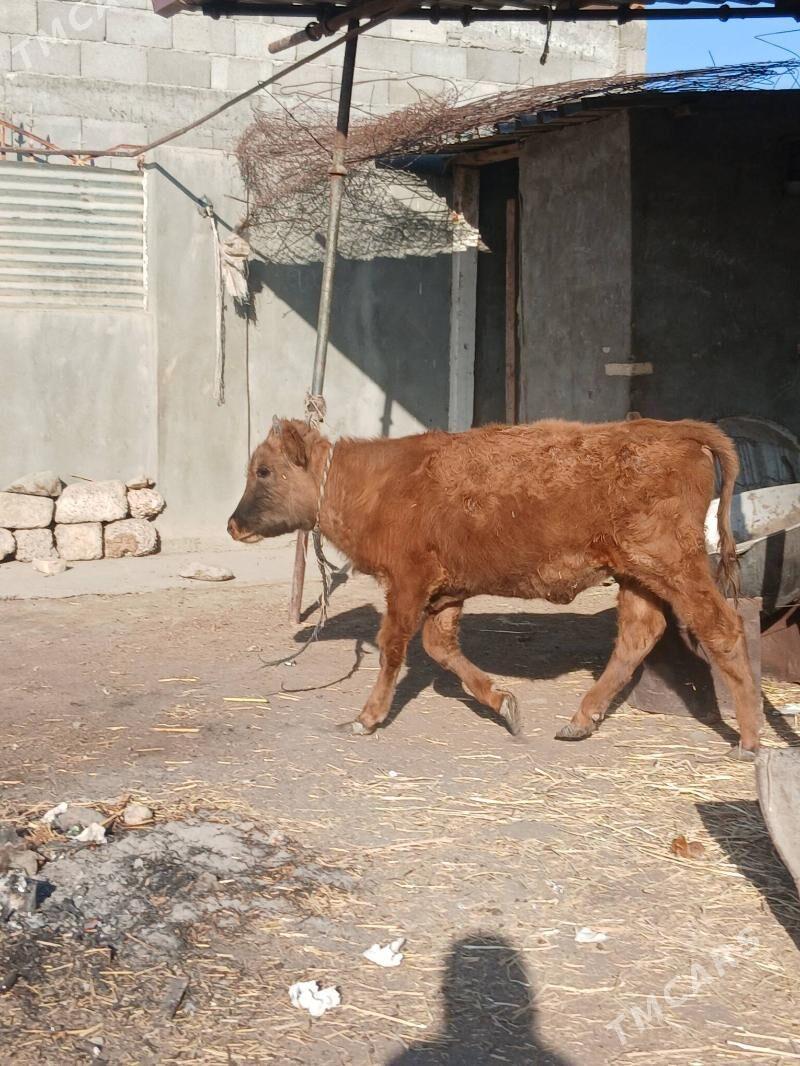 okuz - Gökdepe - img 3