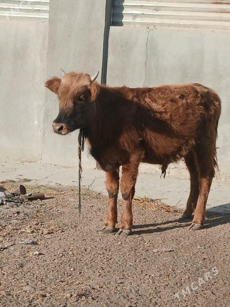 okuz - Gökdepe - img 2