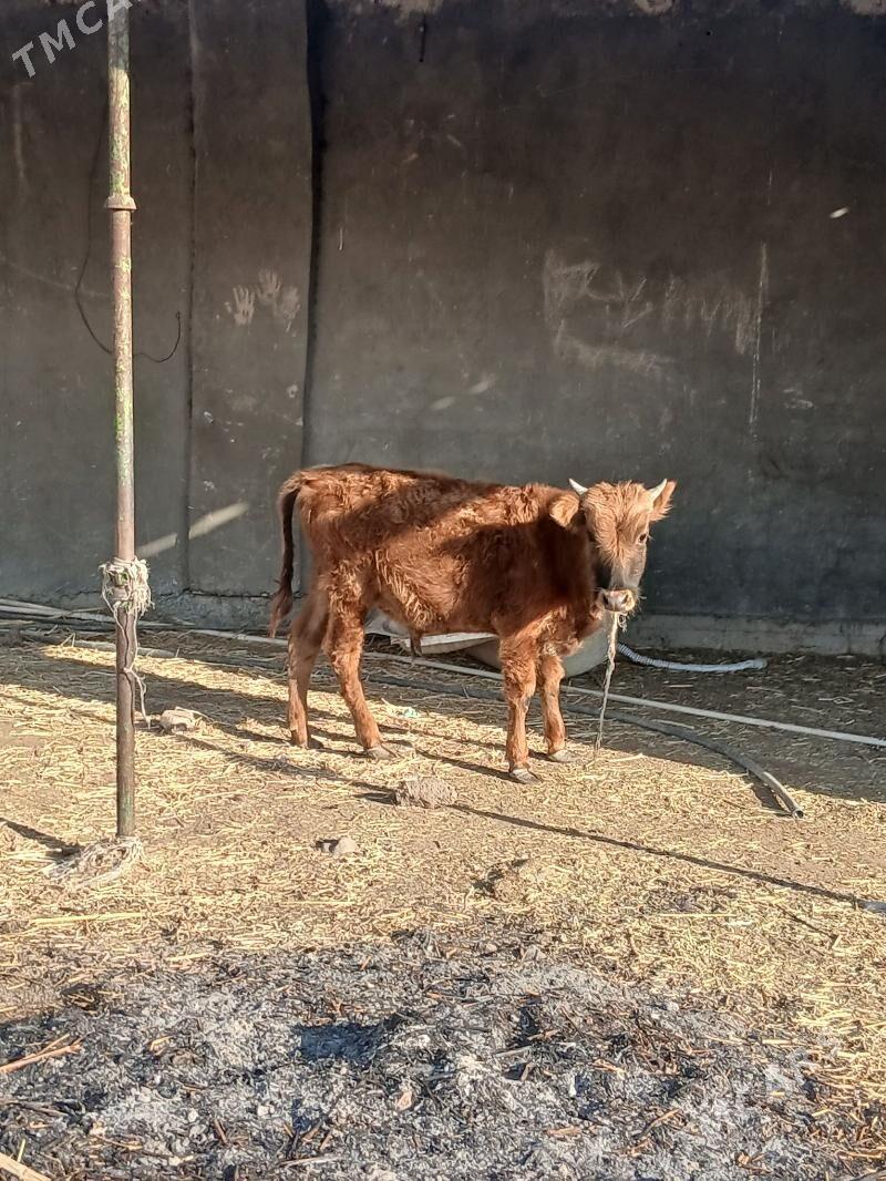 okuz - Gökdepe - img 4