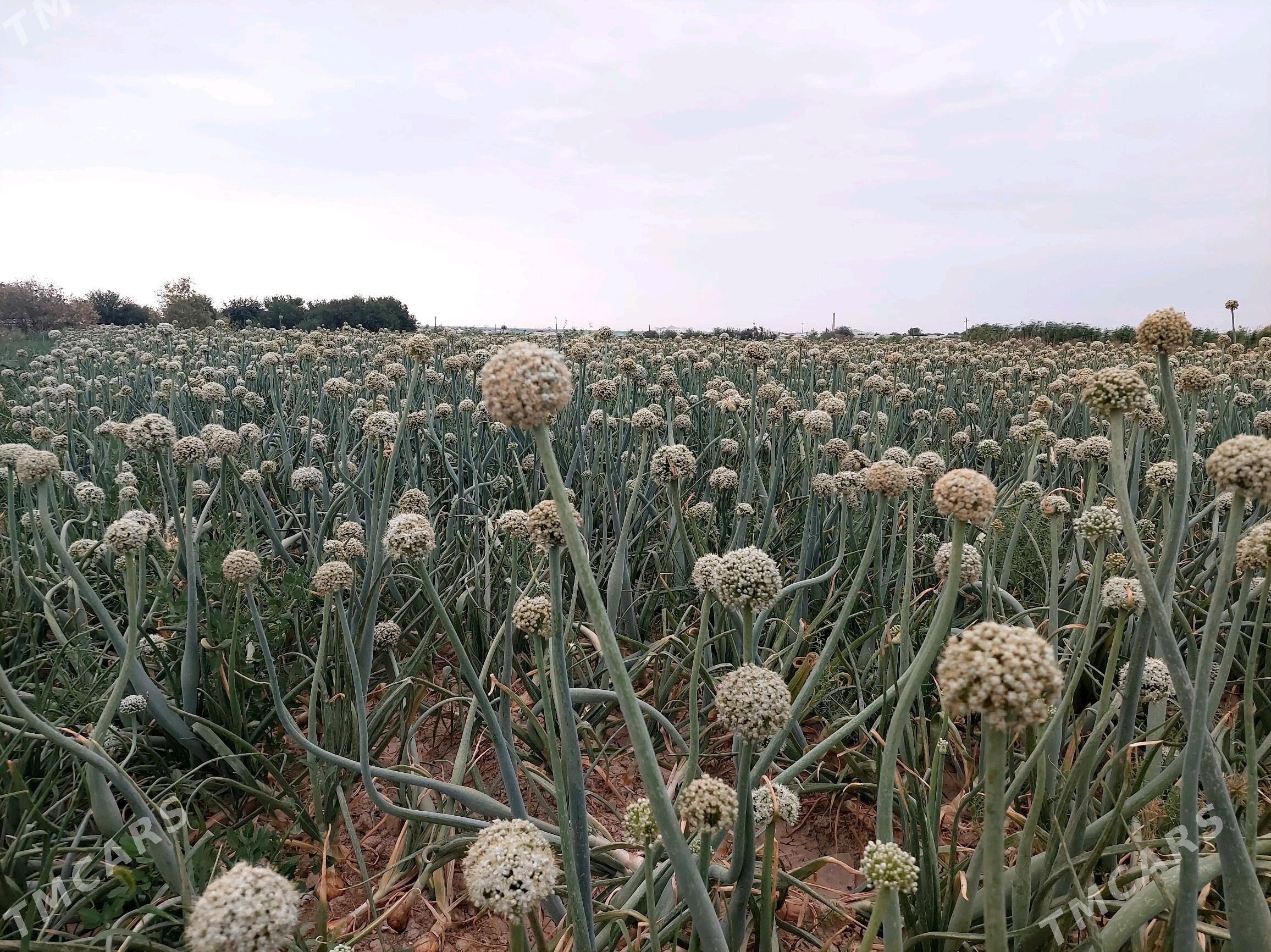 sogon tohum - Bäherden - img 2