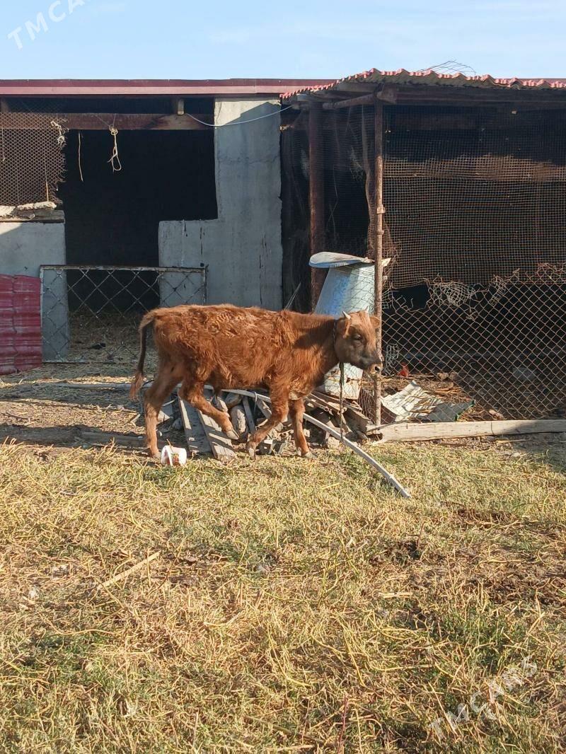 okuz - Gökdepe - img 5