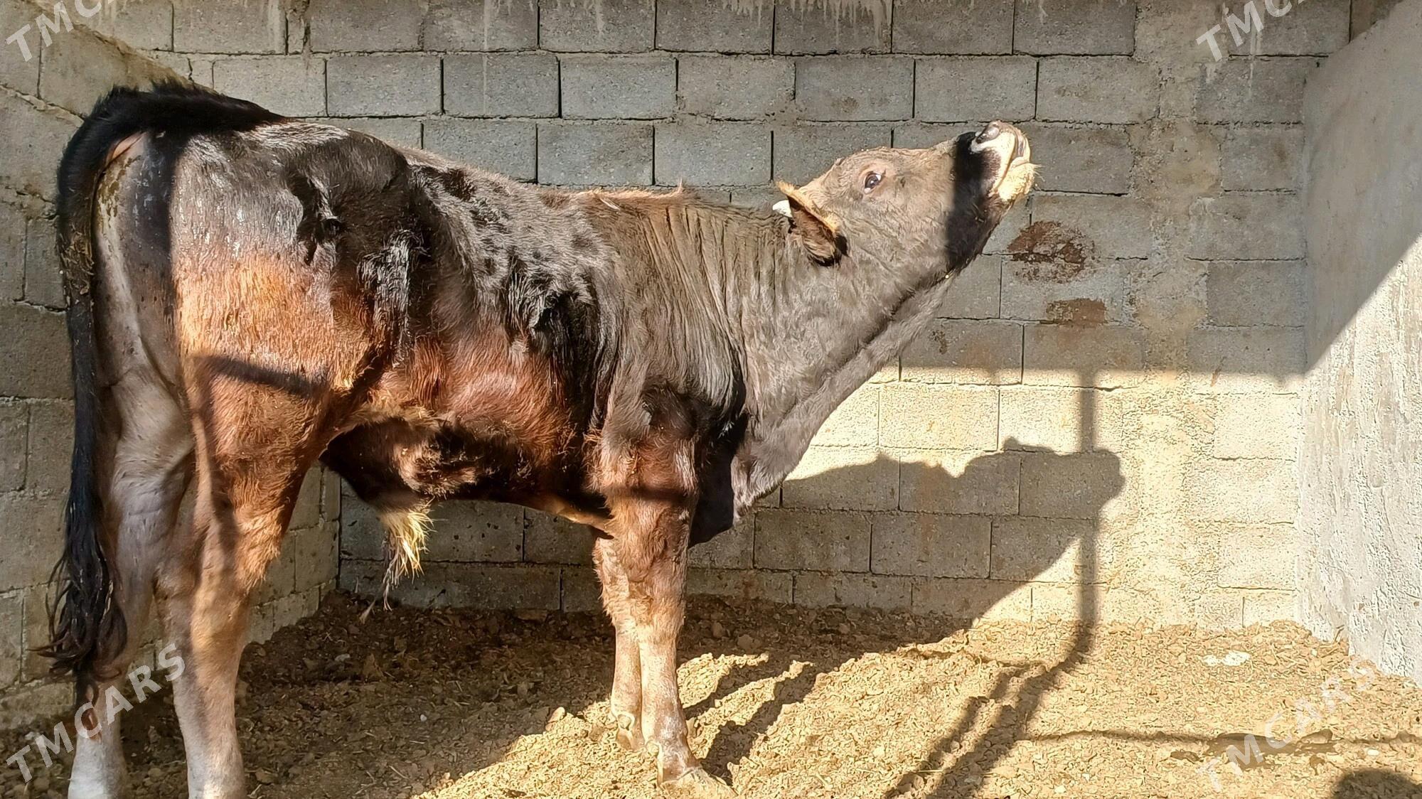 Tohum okuz - Aşgabat - img 2