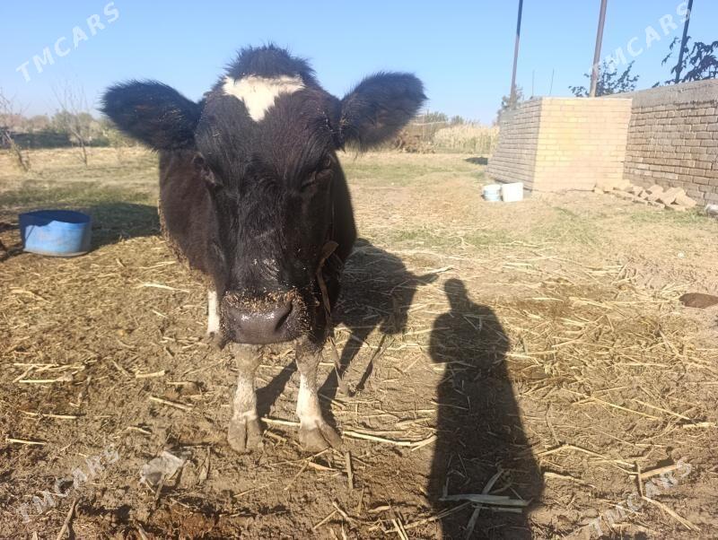 Golesteyn unajyn - Dänew - img 4