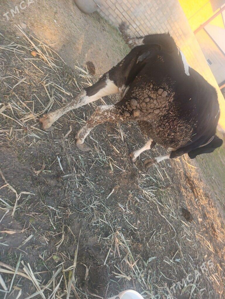 Golesteyn unajyn - Dänew - img 1