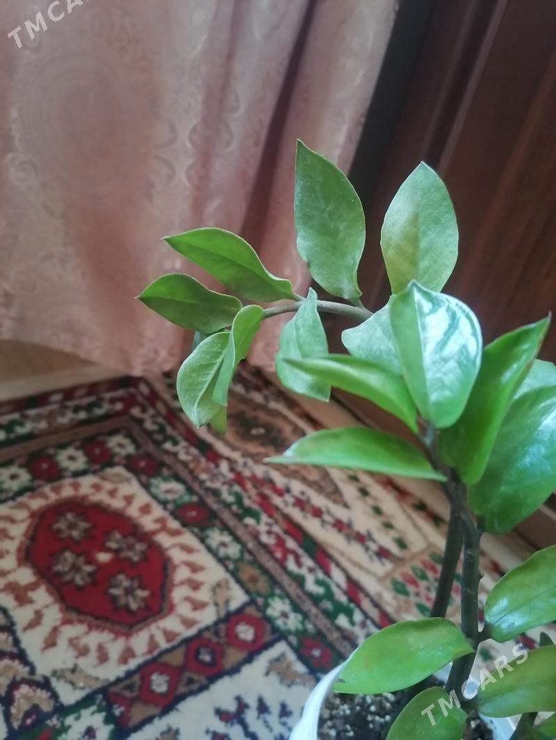 замиокулькас - Aşgabat - img 2