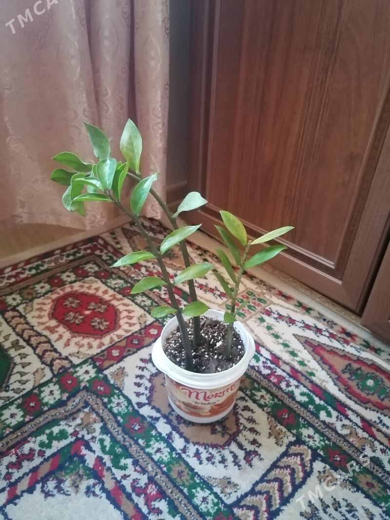 замиокулькас - Aşgabat - img 1