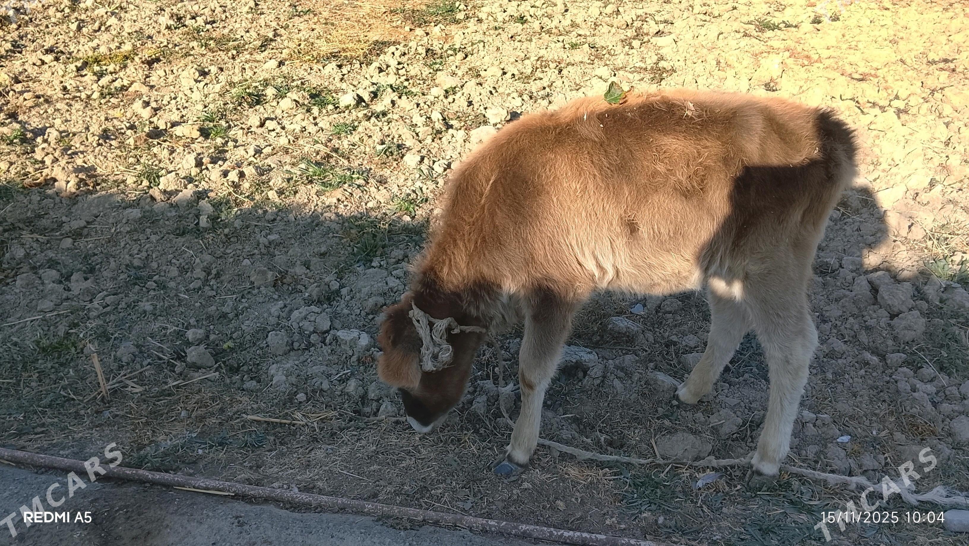 Göleli sygyr - Gökdepe - img 2