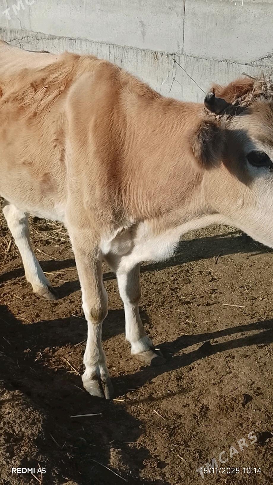 Göleli sygyr - Gökdepe - img 3