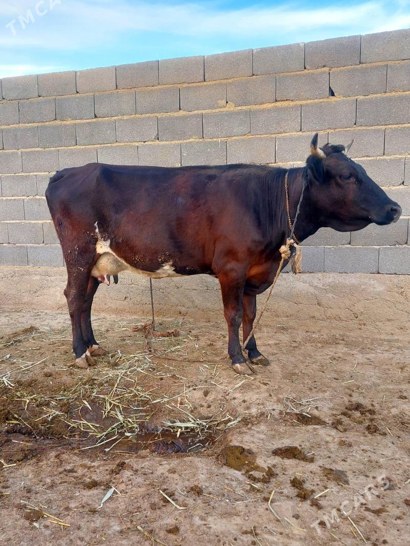 Бейик Сыгыр - Bäherden - img 2