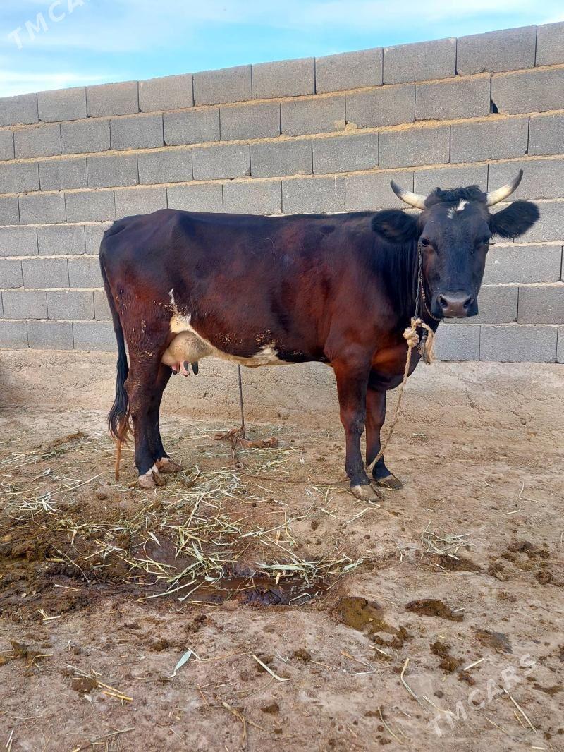 Бейик Сыгыр - Bäherden - img 3