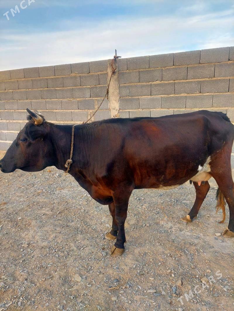 Бейик Сыгыр - Bäherden - img 4