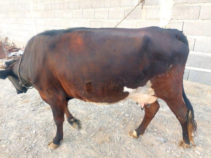 Бейик Сыгыр - Bäherden - img 1