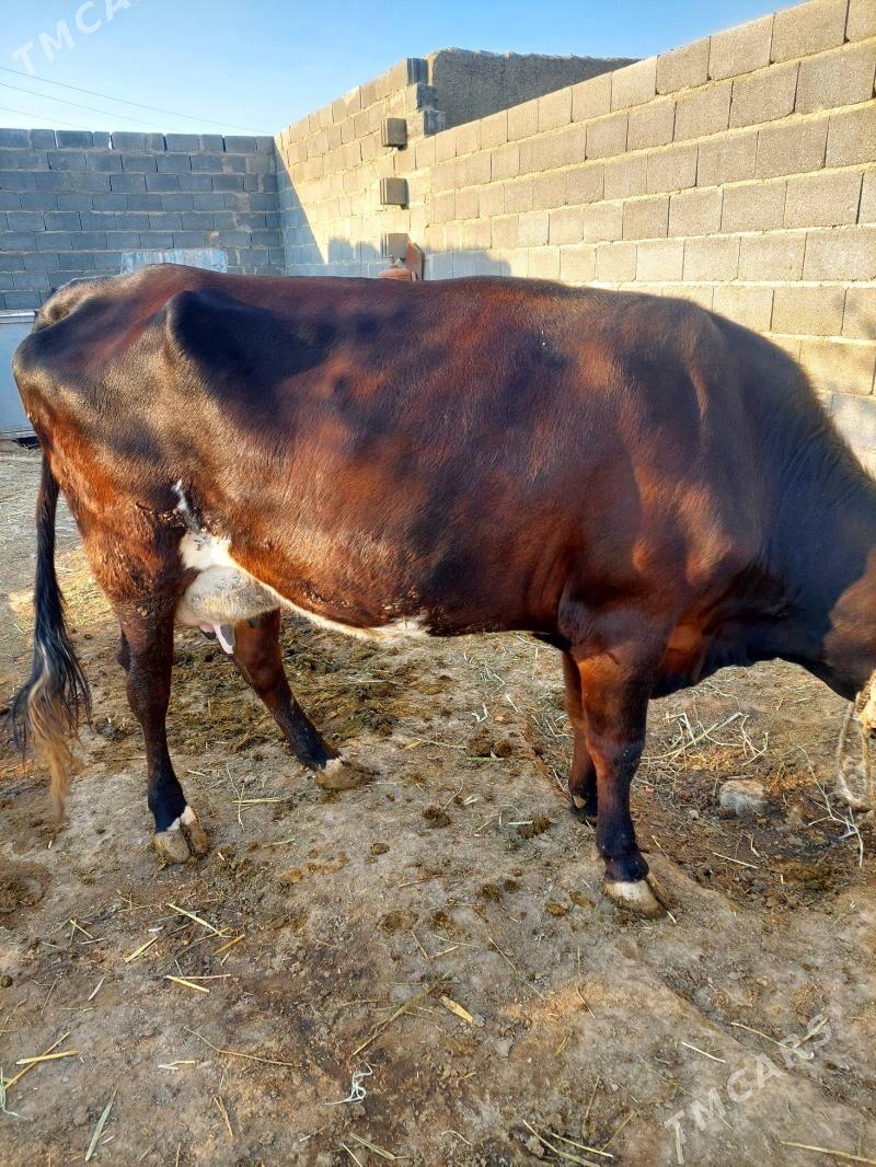 Бейик Сыгыр - Bäherden - img 5